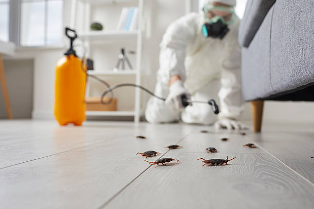 Affordable Termite Control solutions in Union Park, FL